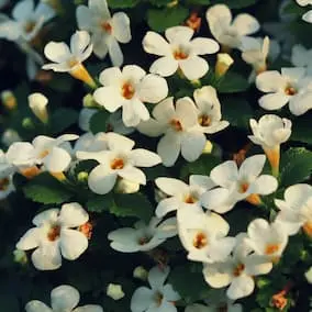 Bacopa-Monnieri