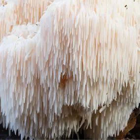 Lions-Mane-Mushroom