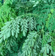 Moringa