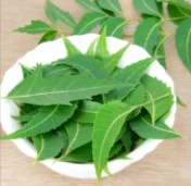 Neem